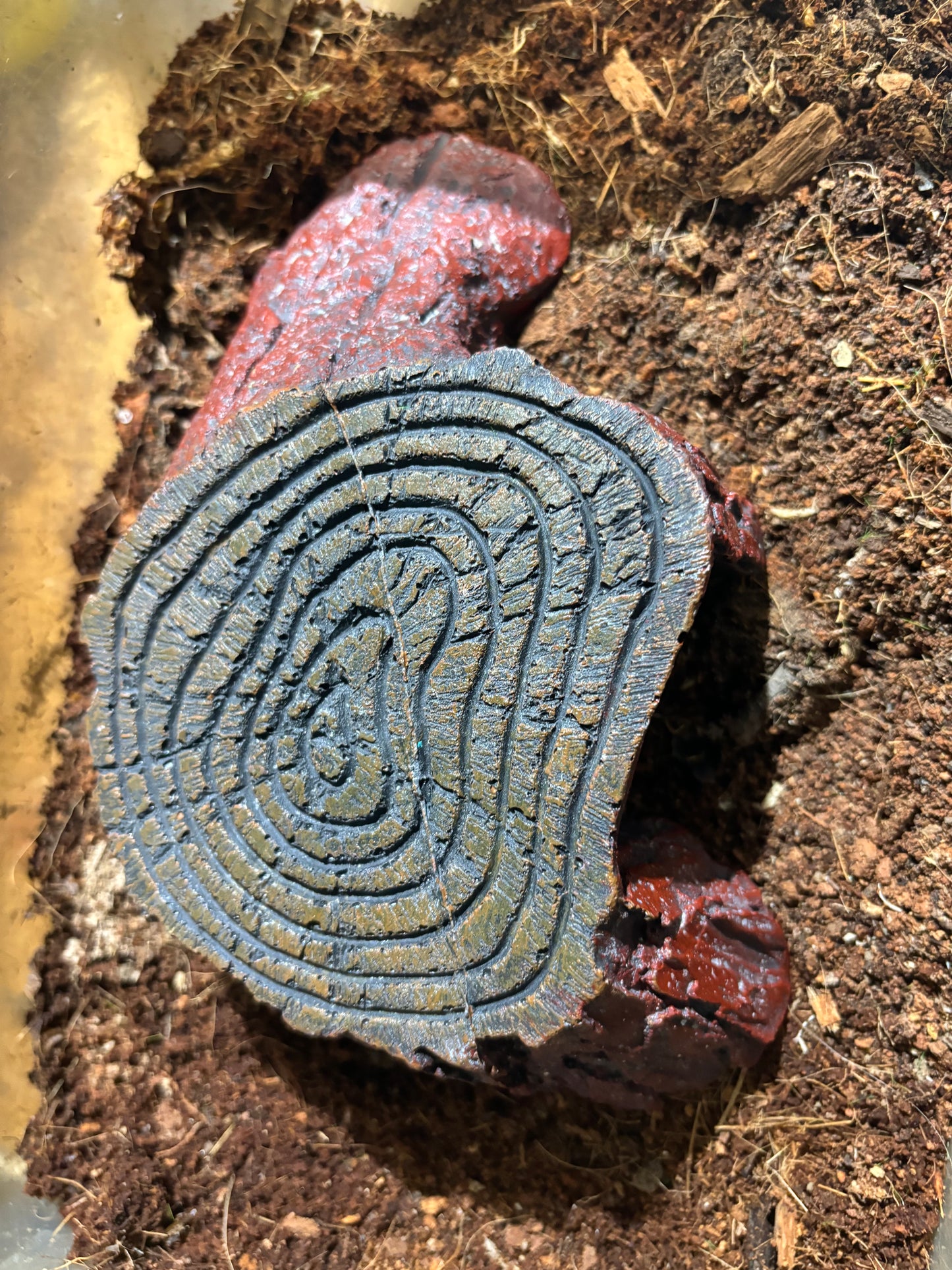 Stump hide for adult or juvenile tarantulas.