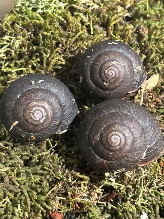 Illawarra forest snails.