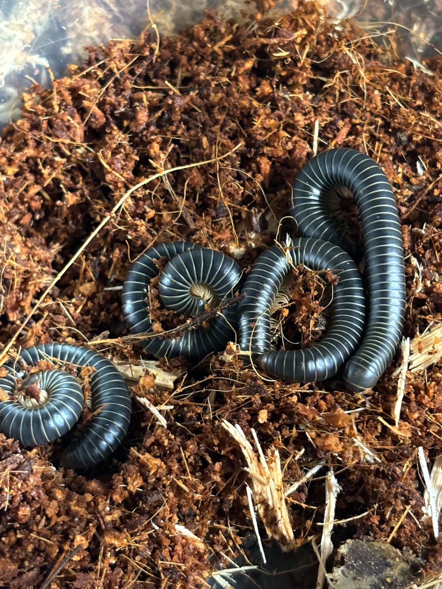 Juliformia sp millipedes Barrington Tops local glow under uv light.