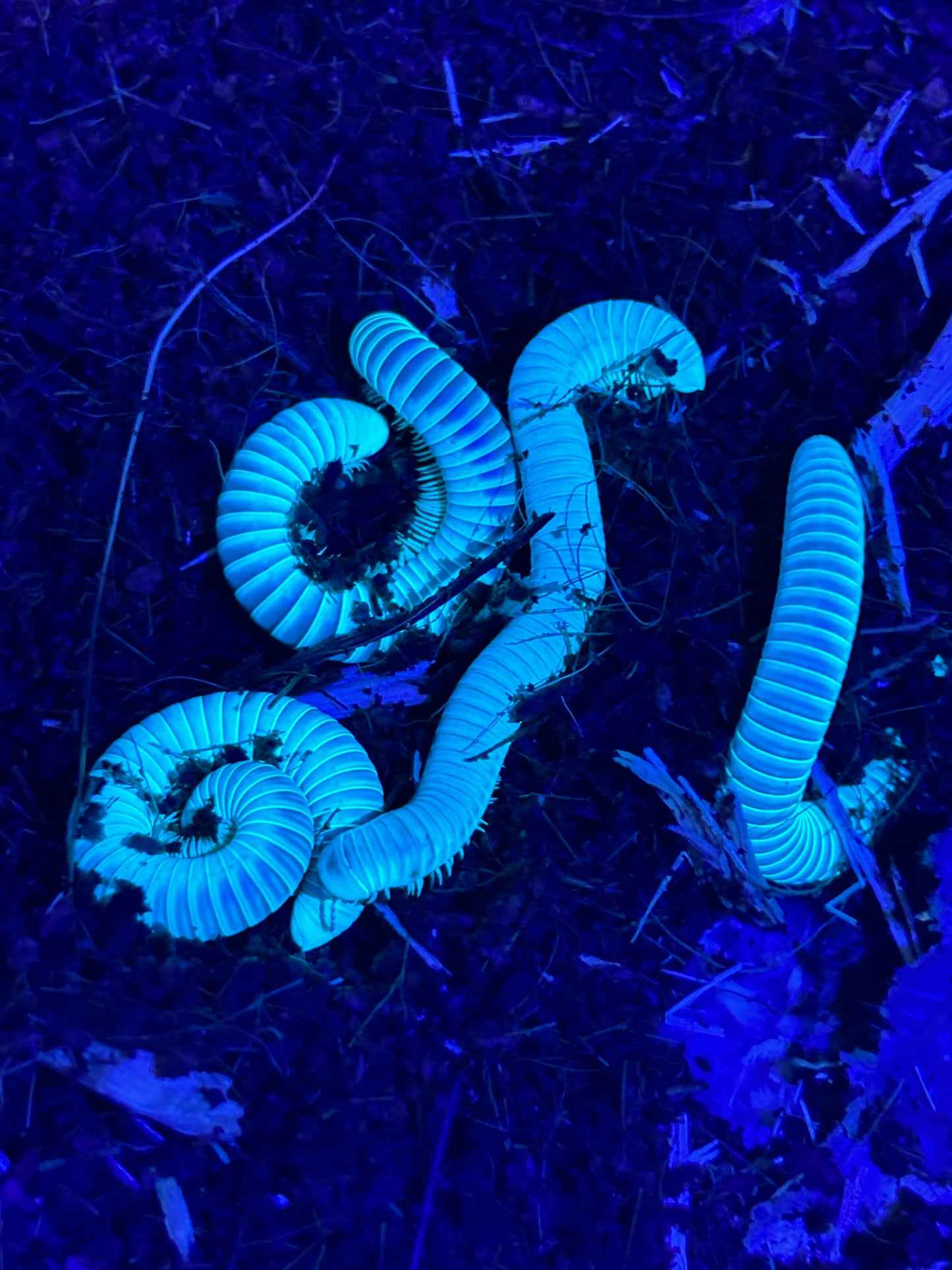 Juliformia sp millipedes Barrington Tops local glow under uv light.