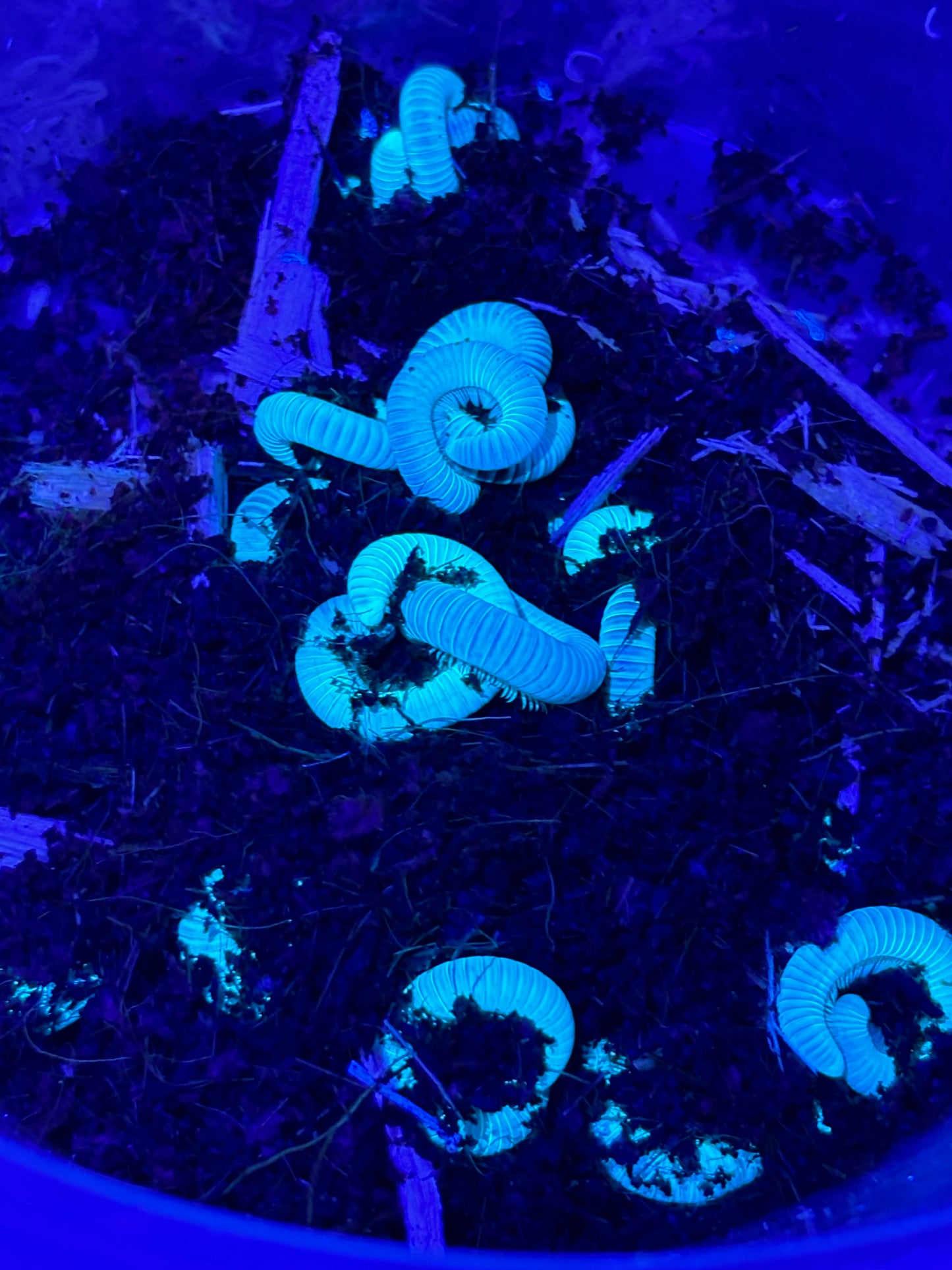 Juliformia sp Newcastle glow under uv light.