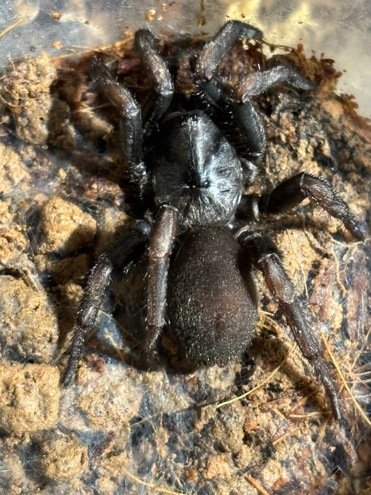 Arbanitis sp darkness Coffs Harbour local.