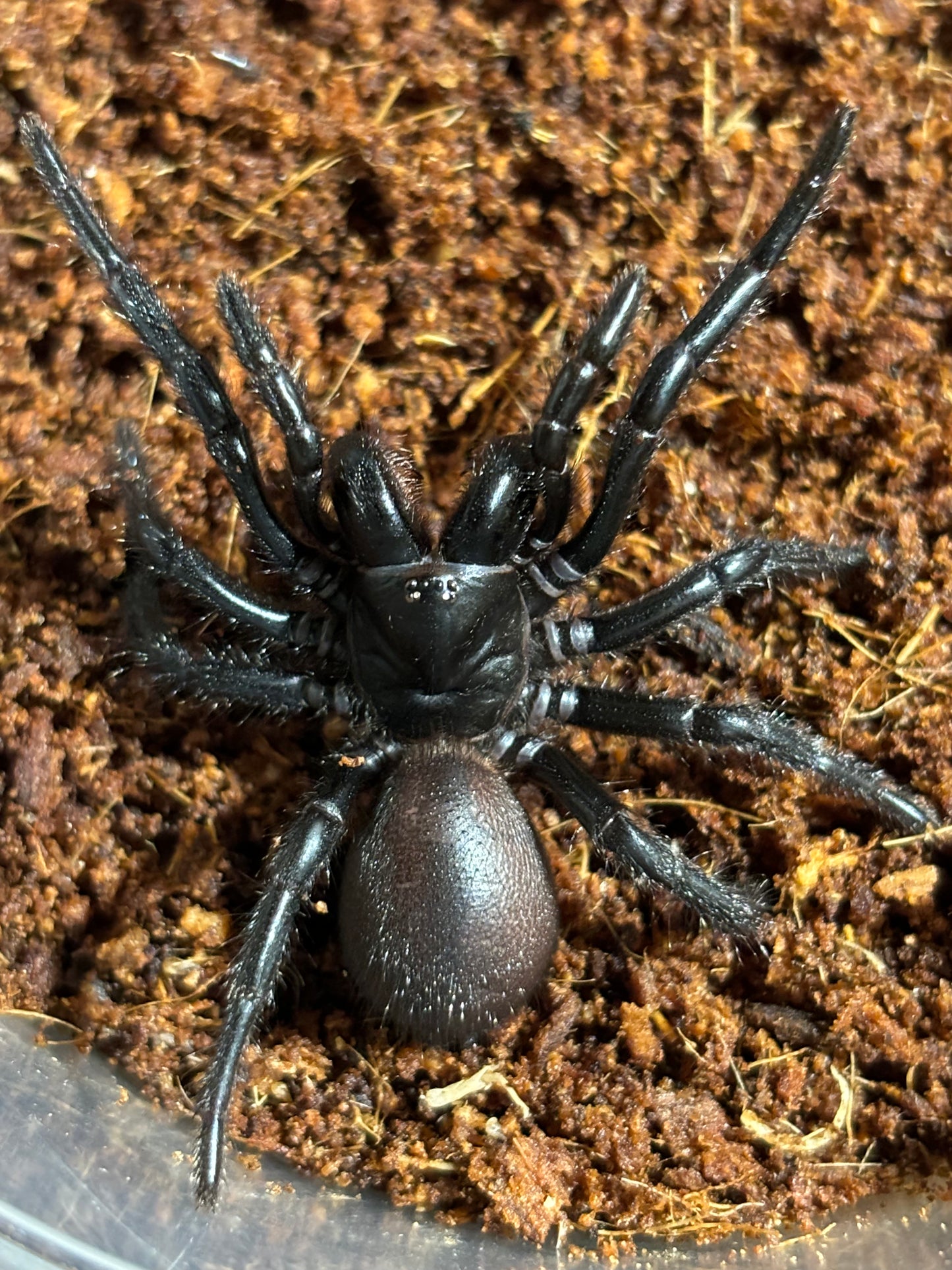 Hadronyche sp Barrington tops medium size.