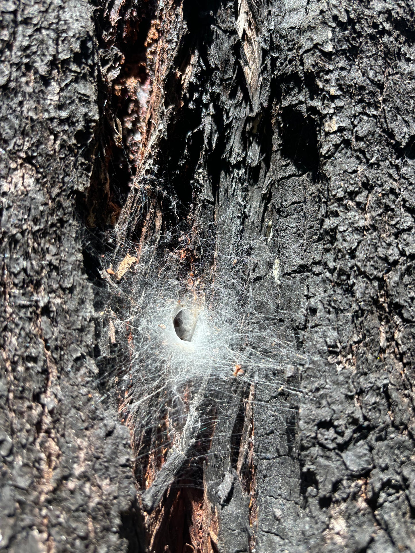 Paraembolides Nelligen NSW