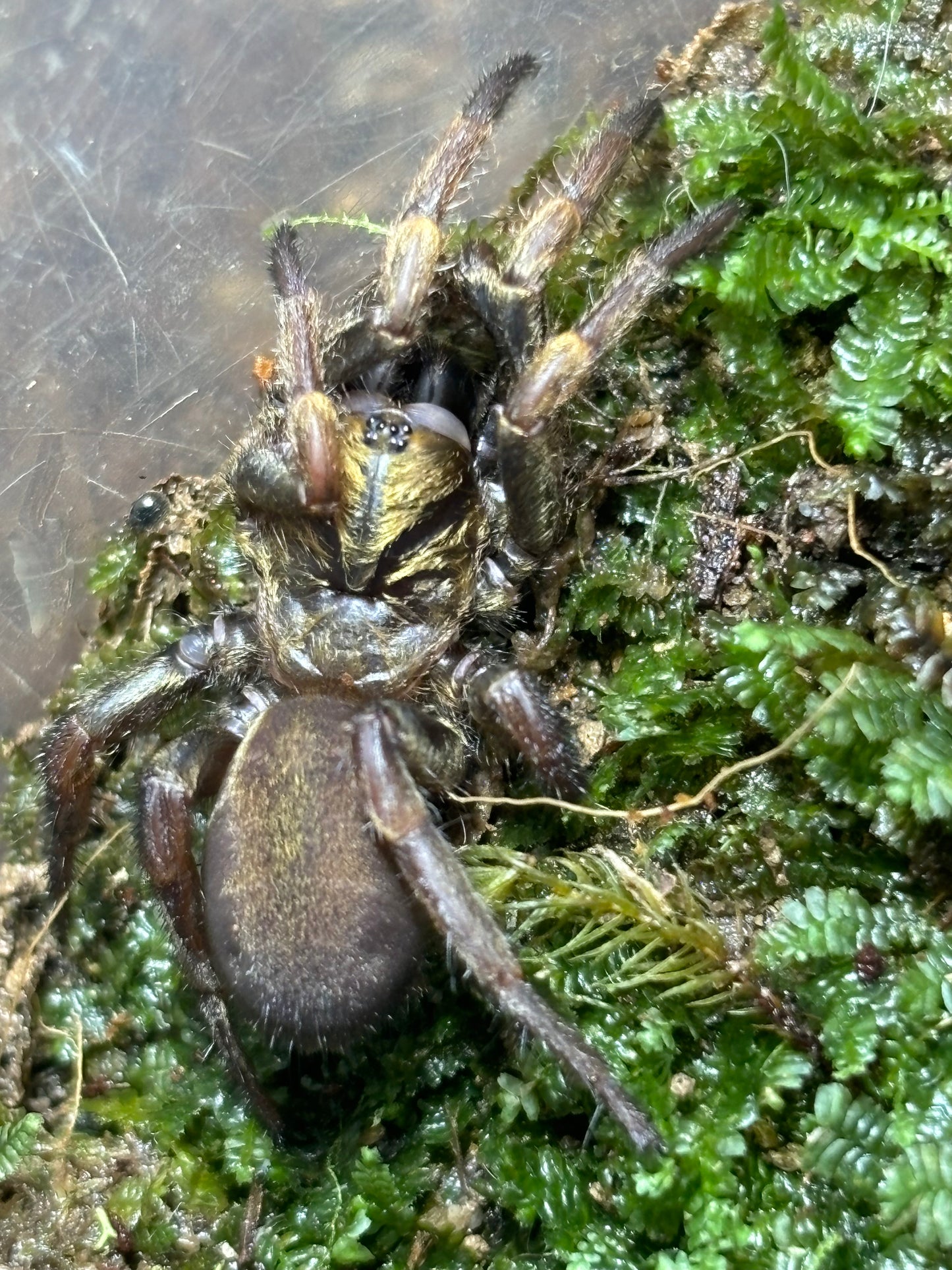 Arbanitis sp Coffs Harbour.