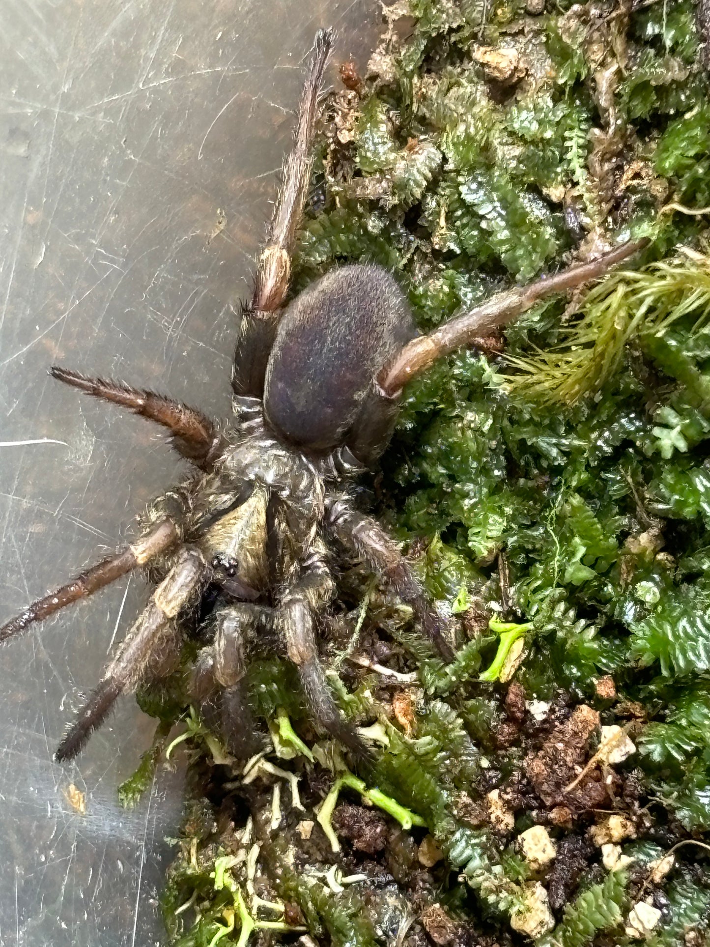 Arbantis sp Coffs harbour juveniles.