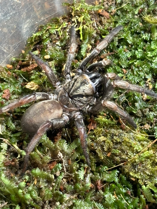 Arbanitis sp Newcastle.