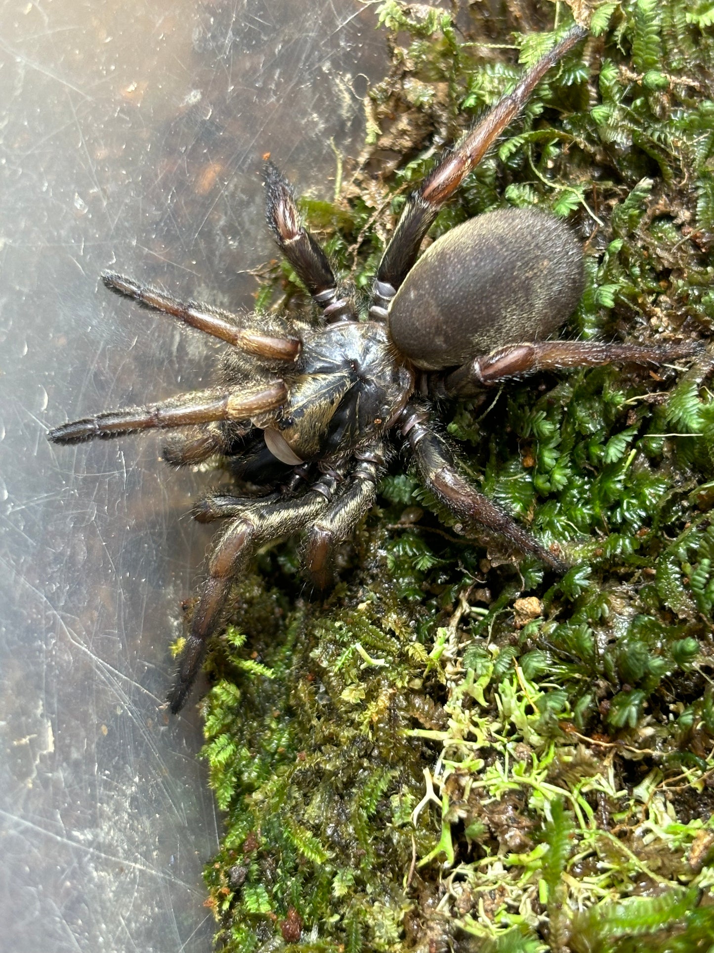 Arbanitis orange female.