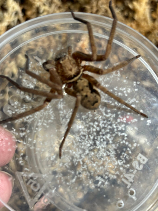 Heteropoda sp.