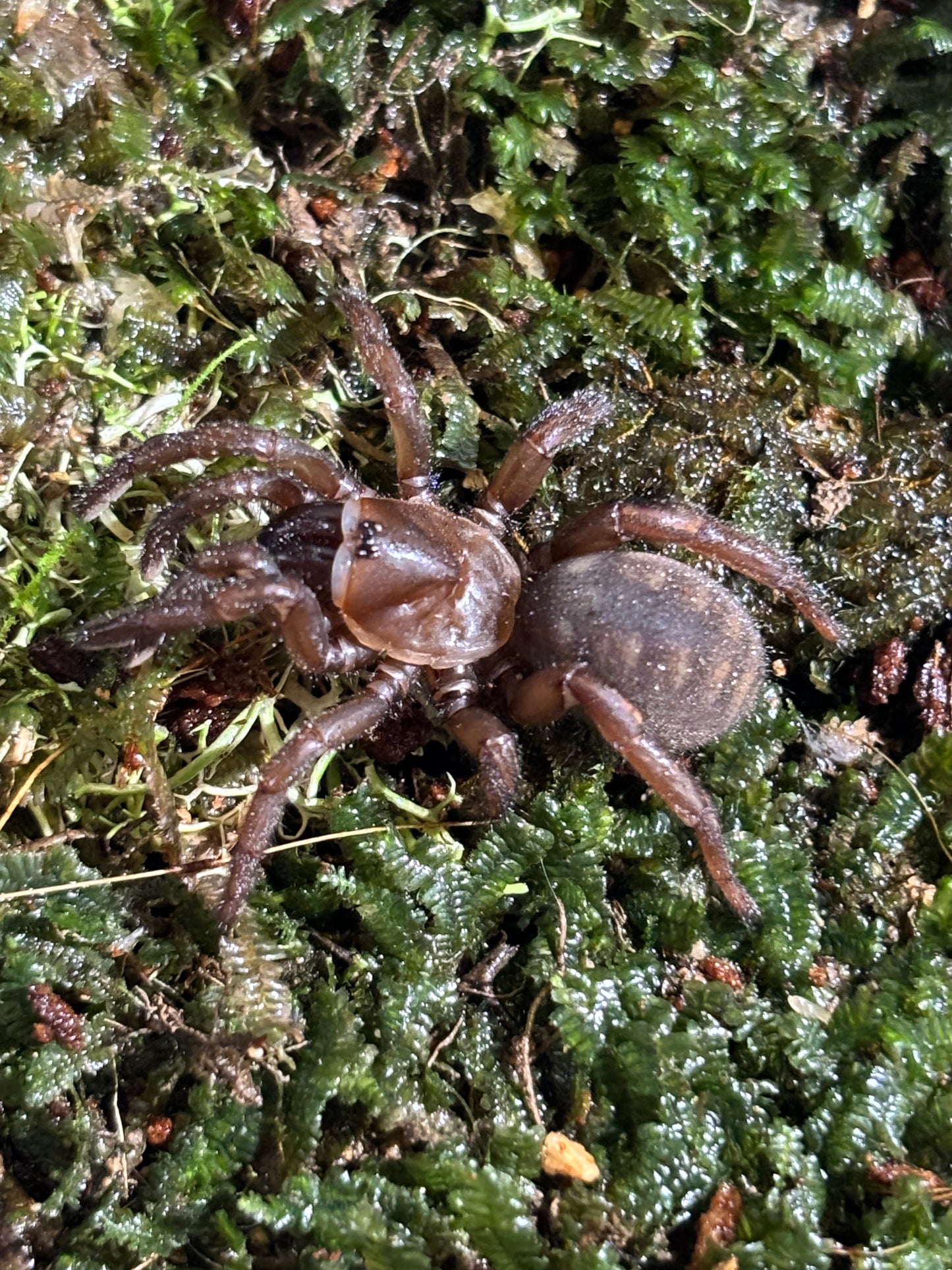 Euoplos sp carrai juvenile.