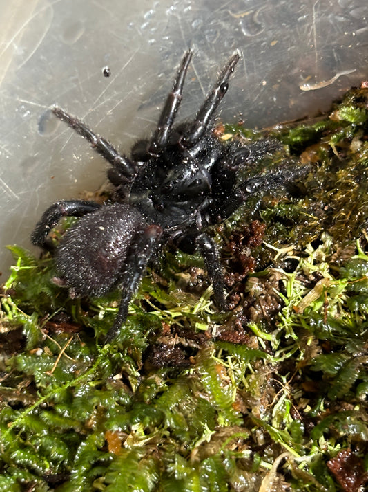 Hadronyche walkeri juvenile, Carrai local.