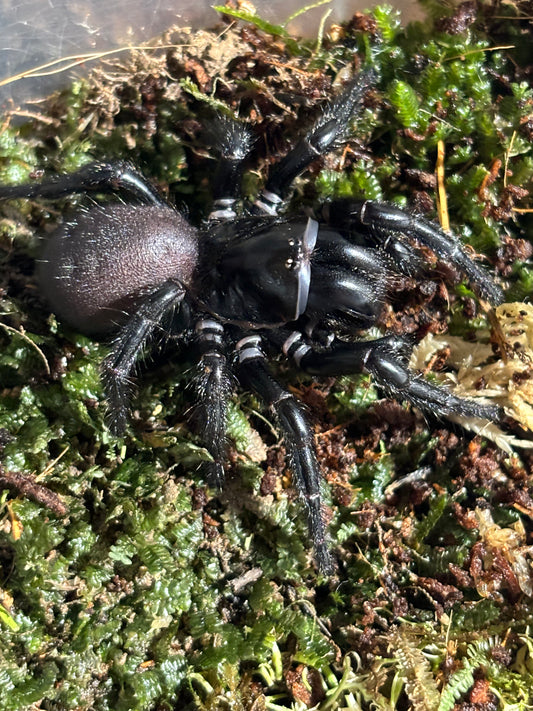 Hadronyche versuta female.