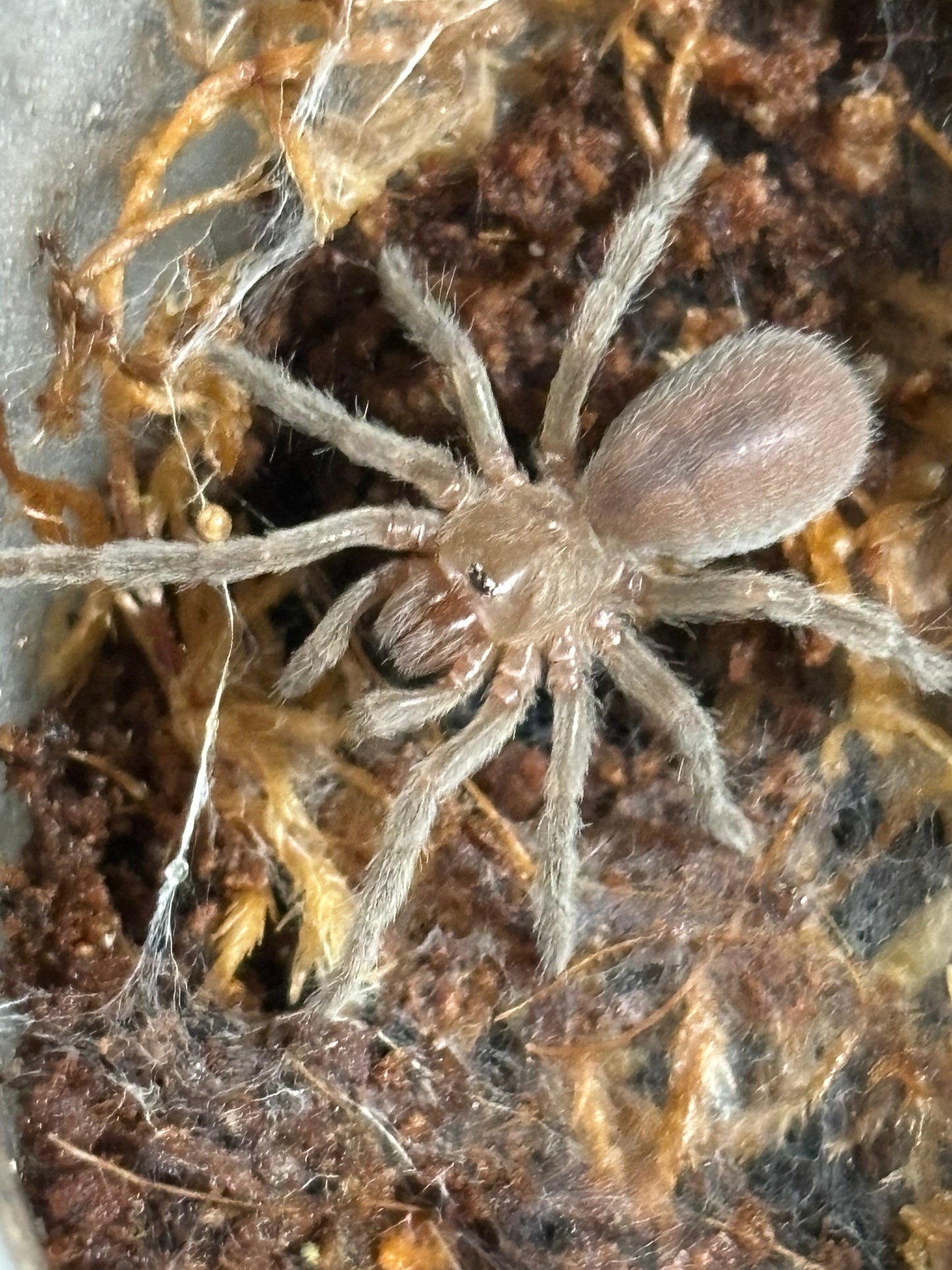 Selenotypus  victoria creek sling.