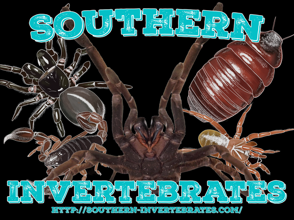 Southern Invertebrates