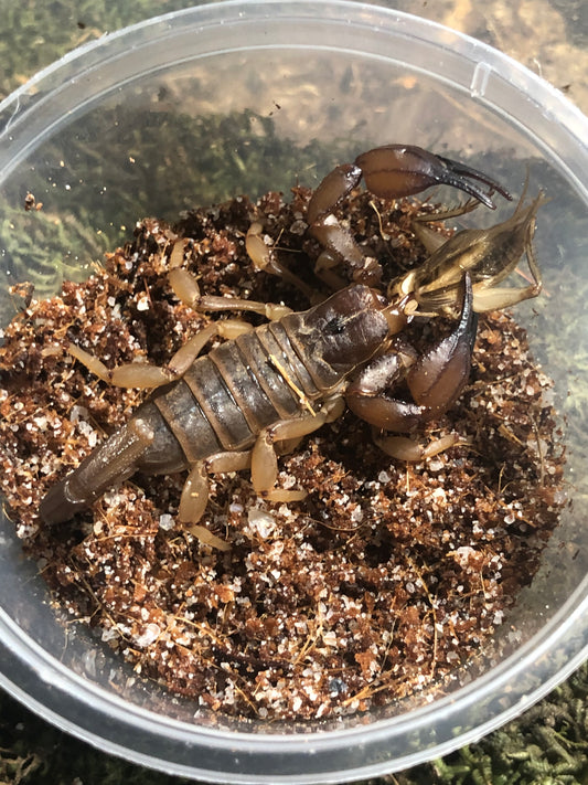 Nova scorpions female.