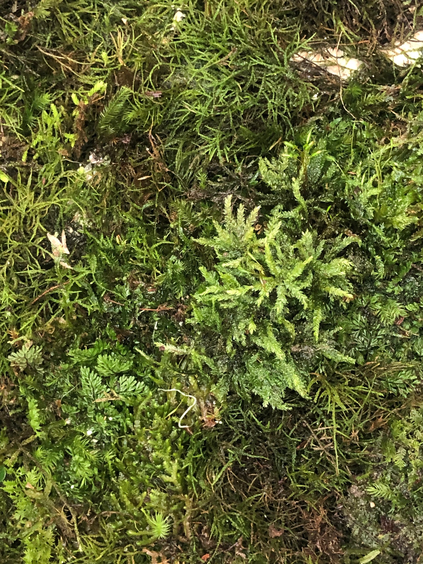 Live Moss