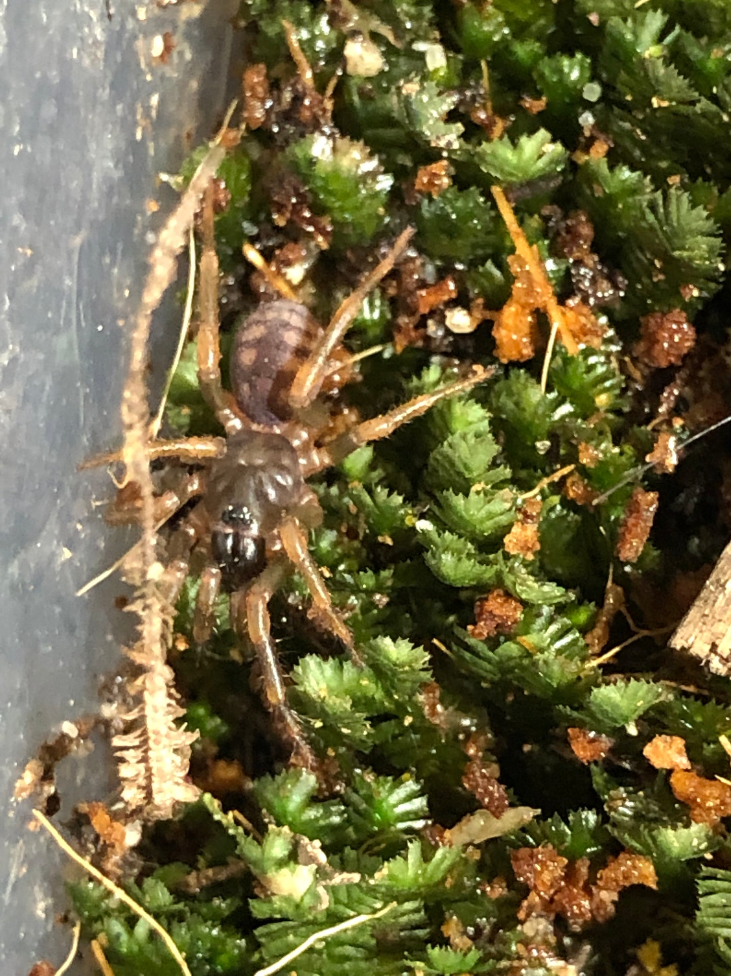 Cataxia badindaensis slings captive bred.